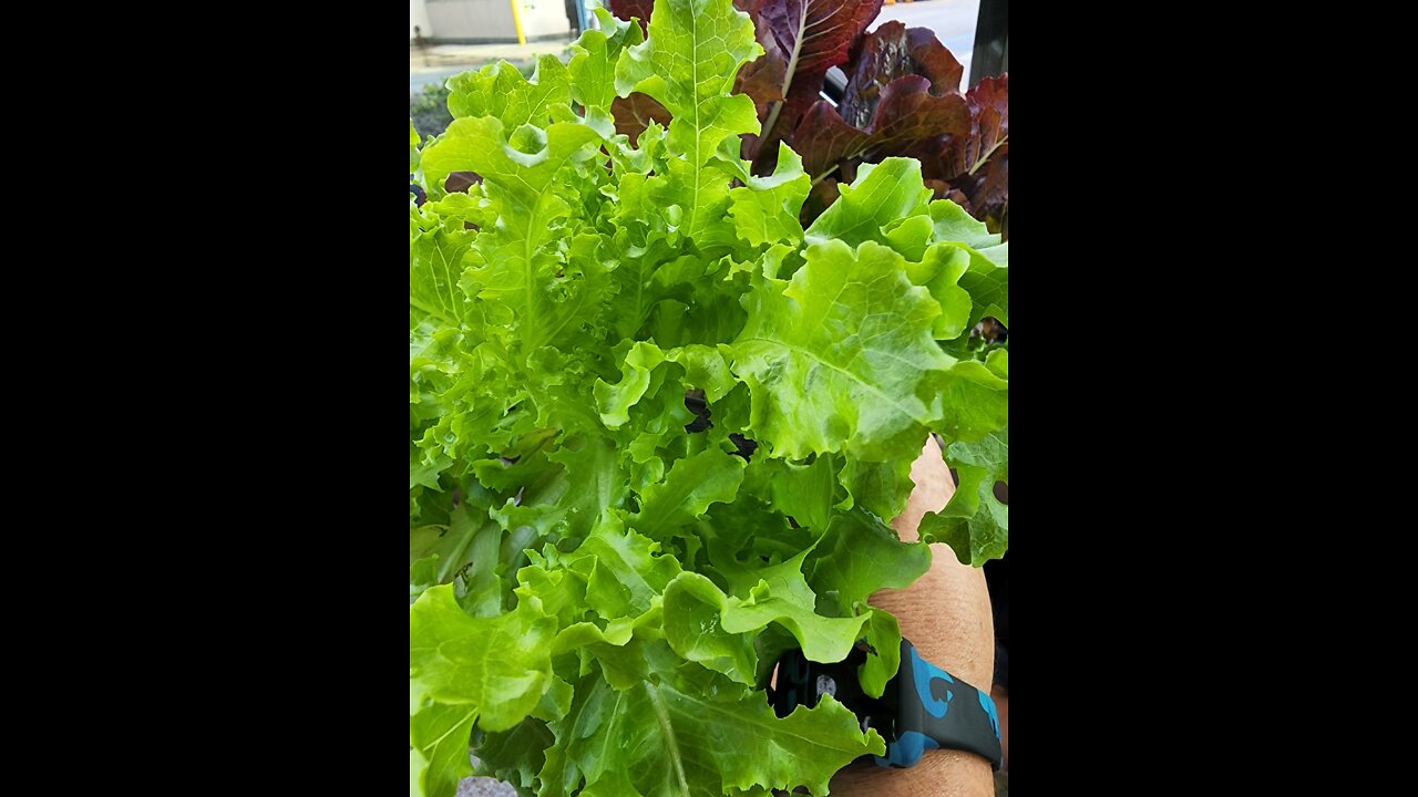 What to plant this Fall ? Garden tips with Eden's Living TV
