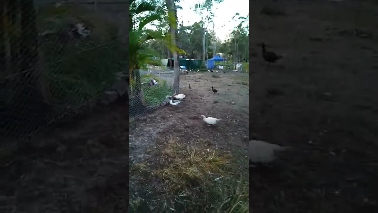 Wild duck in the paddock with our ducks ( Small brown one)