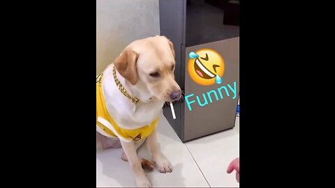 Funny cute animals 😍🐶