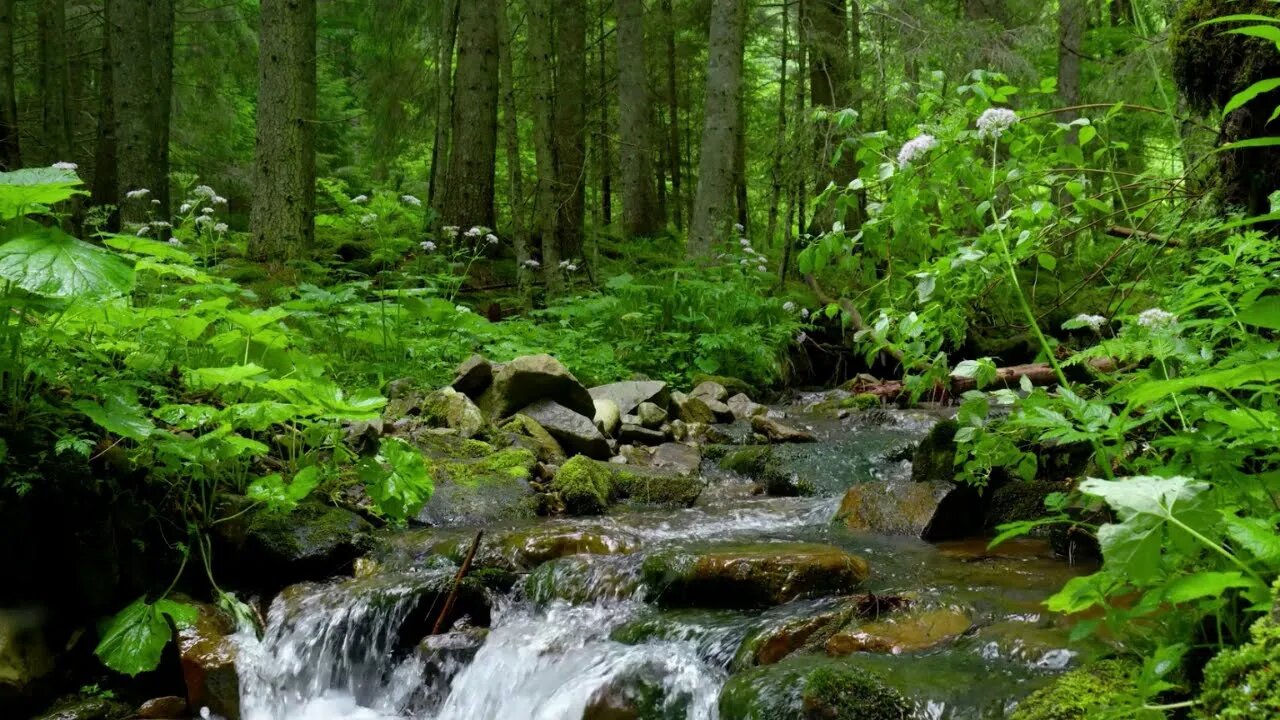 Fall Asleep to Peaceful Forest Stream- 9 Hrs Relaxing Nature Sounds - Study, Sleep, Meditation