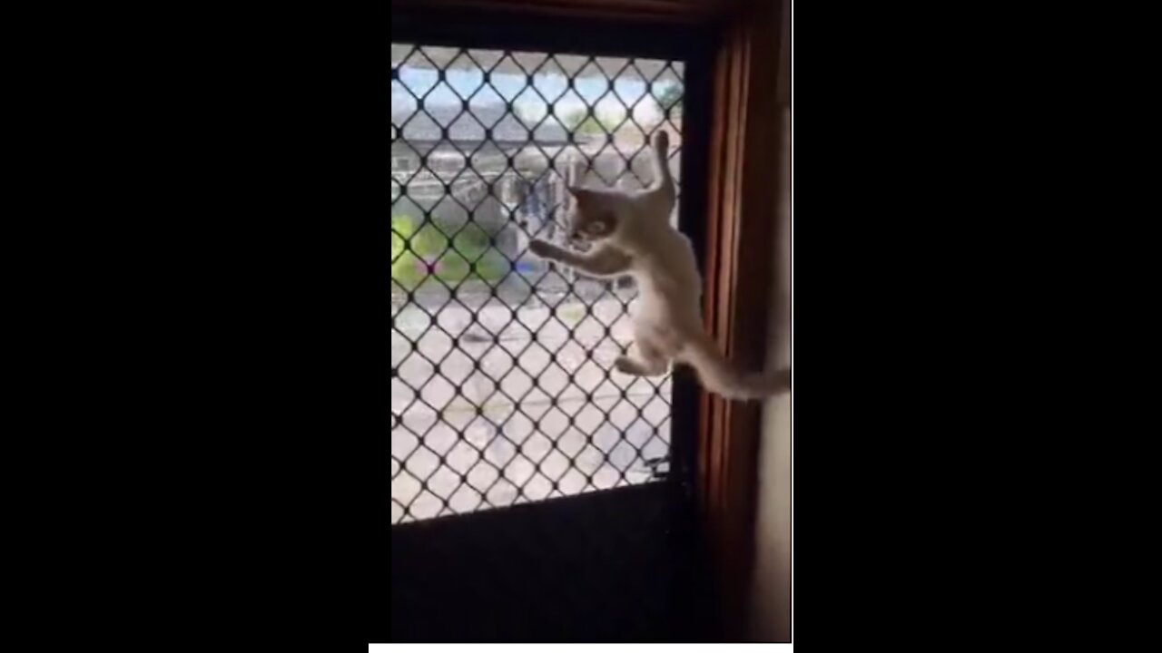 Happy Cat Is Absolutely Ecstatic When Back Door Is Open