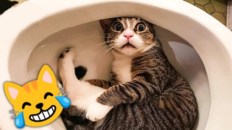 Funny moments cats Best Falls 😂😹🙀