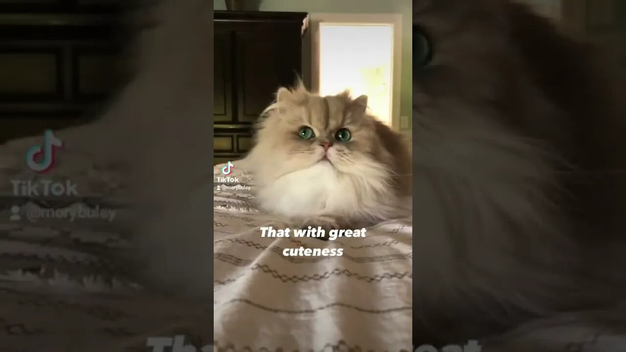 Funny Cat Memes#shorts #fyp #funny