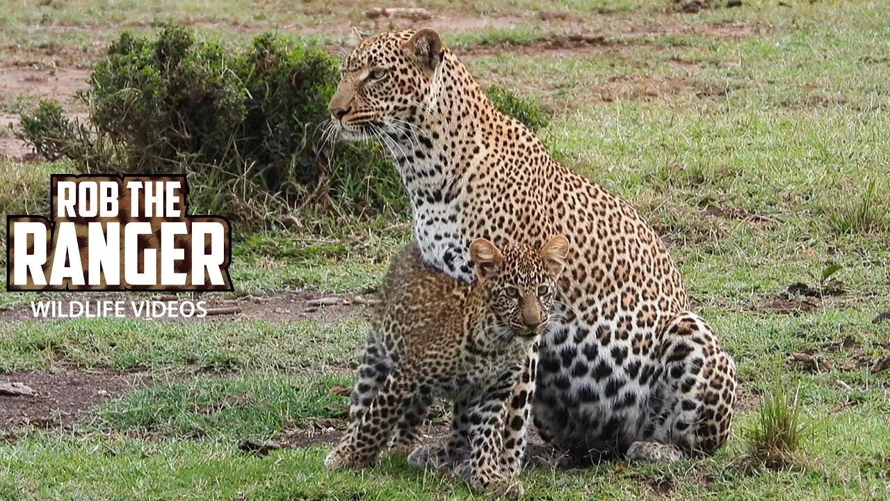 Female Leopard And Her Cub | Maasai Mara Safari | Zebra Plains