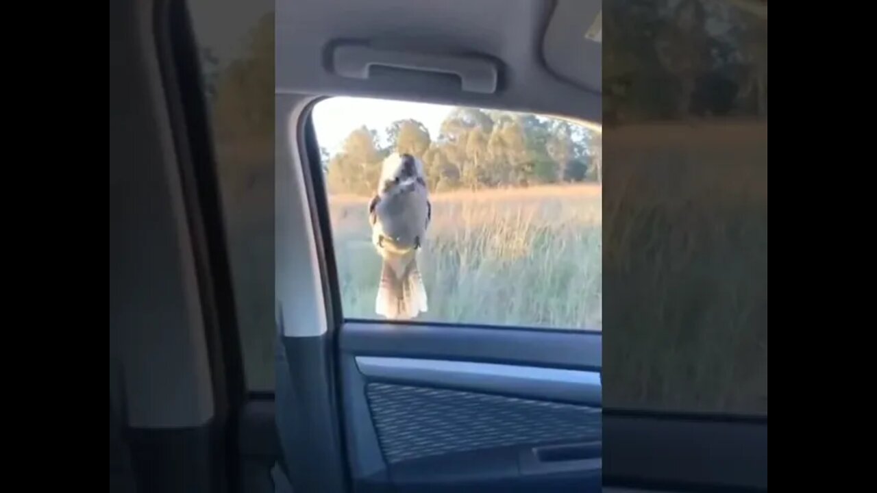 Bird Elevator