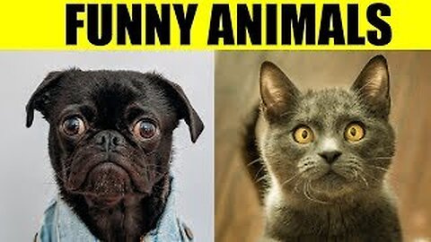 Funniest Animals