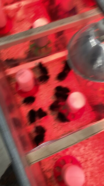 Believe it or not we’re in spring already. Chicks are in!