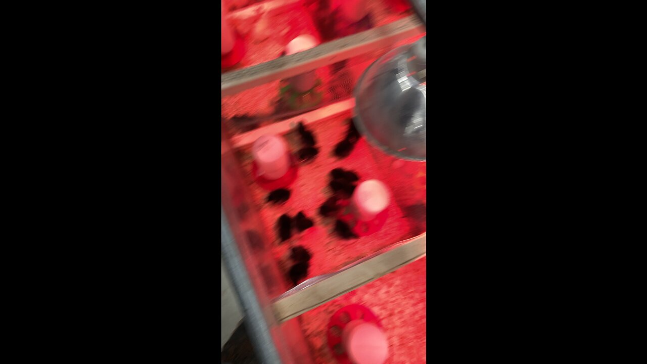 Believe it or not we’re in spring already. Chicks are in!