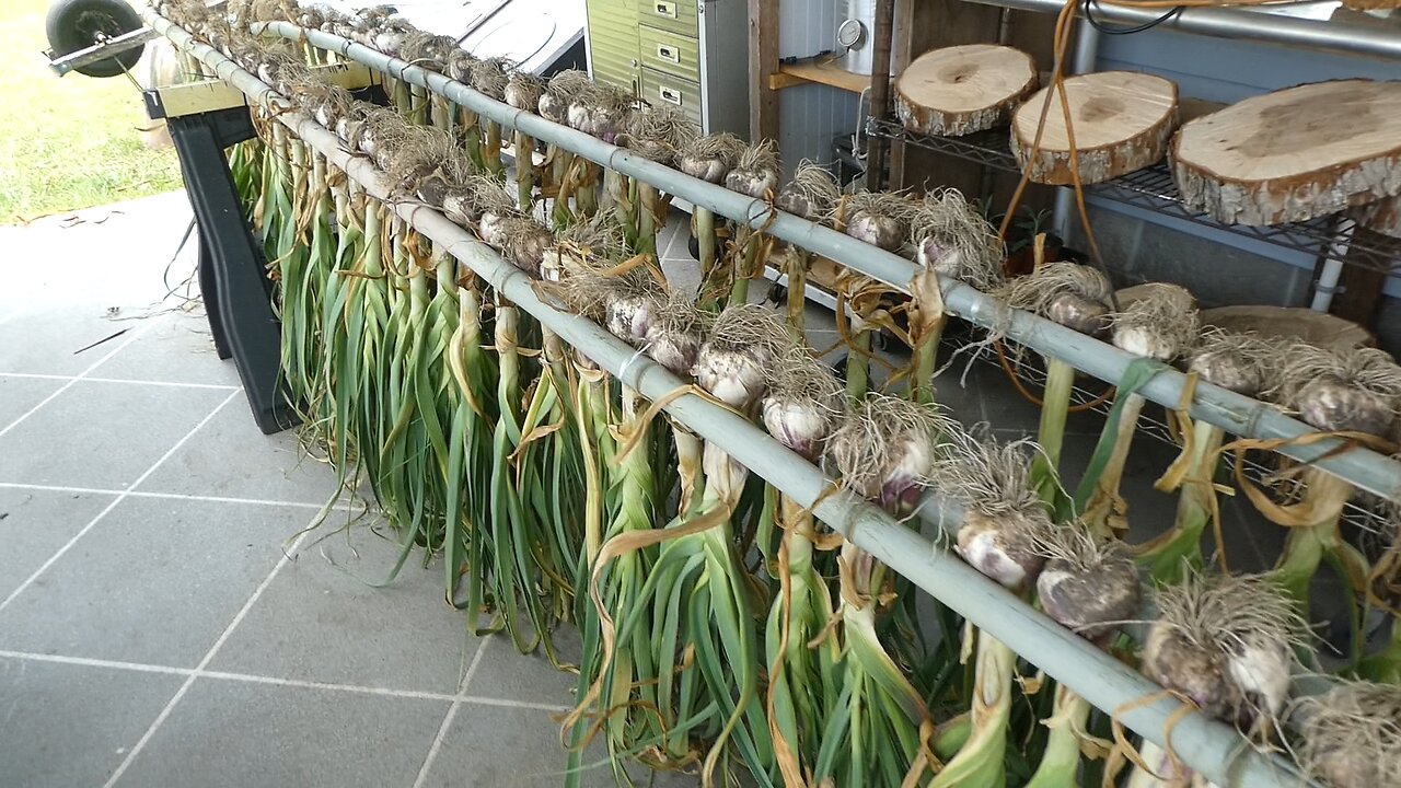 GARLIC HARVESTING AND DRYING