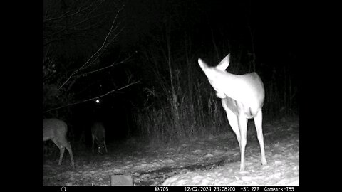 Deer Cam 12-02-2024