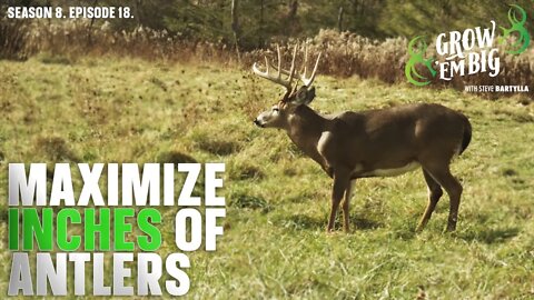 Maximize the Antler Size of Whitetails on Your Land