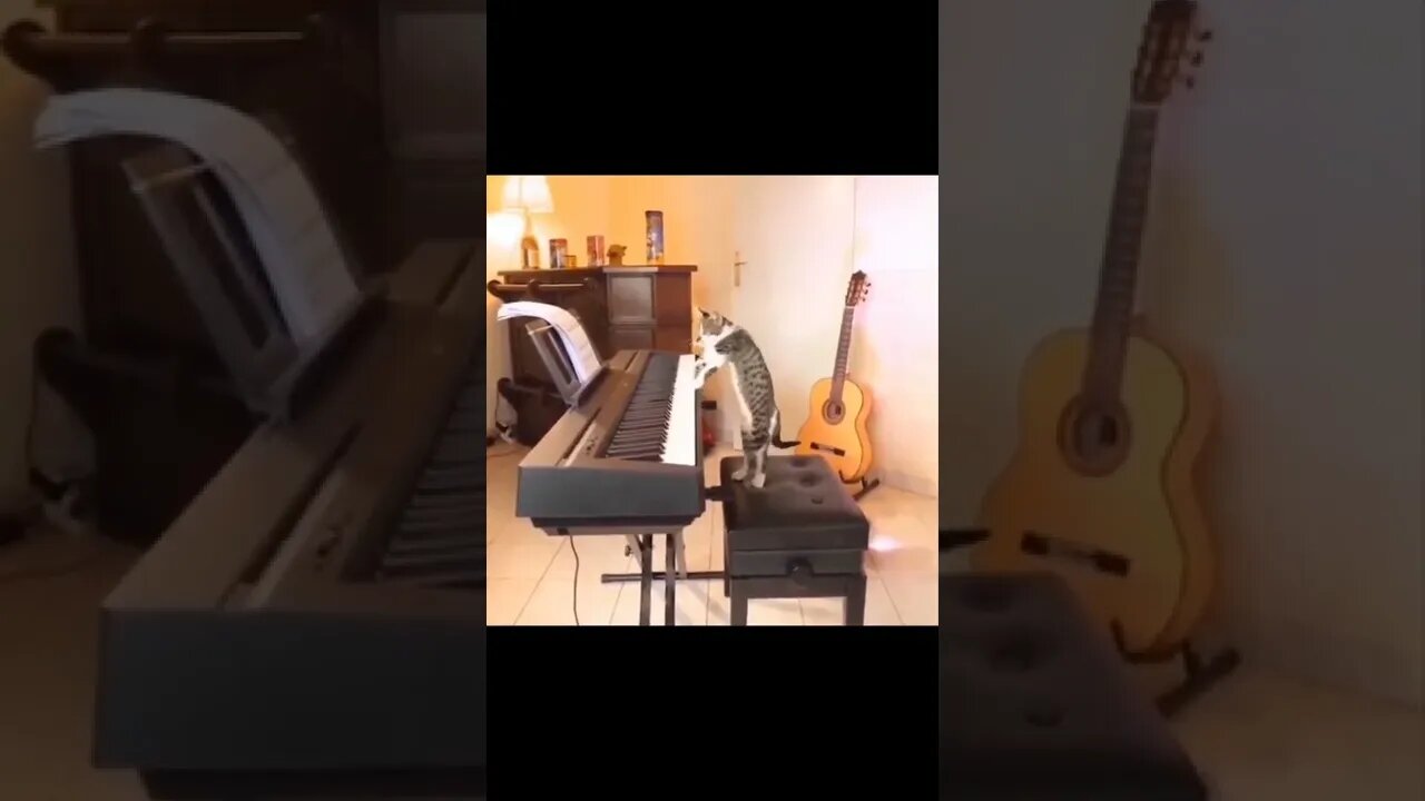 Funny Cat , Musician Cat #short