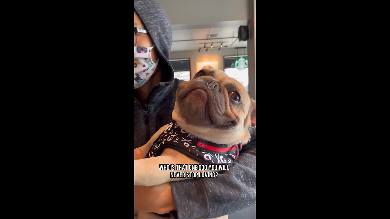 PSA: Dog Dad Will Never Stop Loving Mochi The French Bulldog