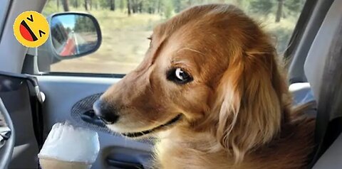 New Funny Animals 😂 Funny Cats and dogs videos 😹