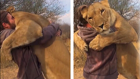 Lion sees owner after years
