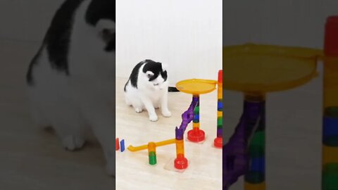 cat play domino ,companion animal #shorts ,Funny Cute Pets Lovers , try not to laugh