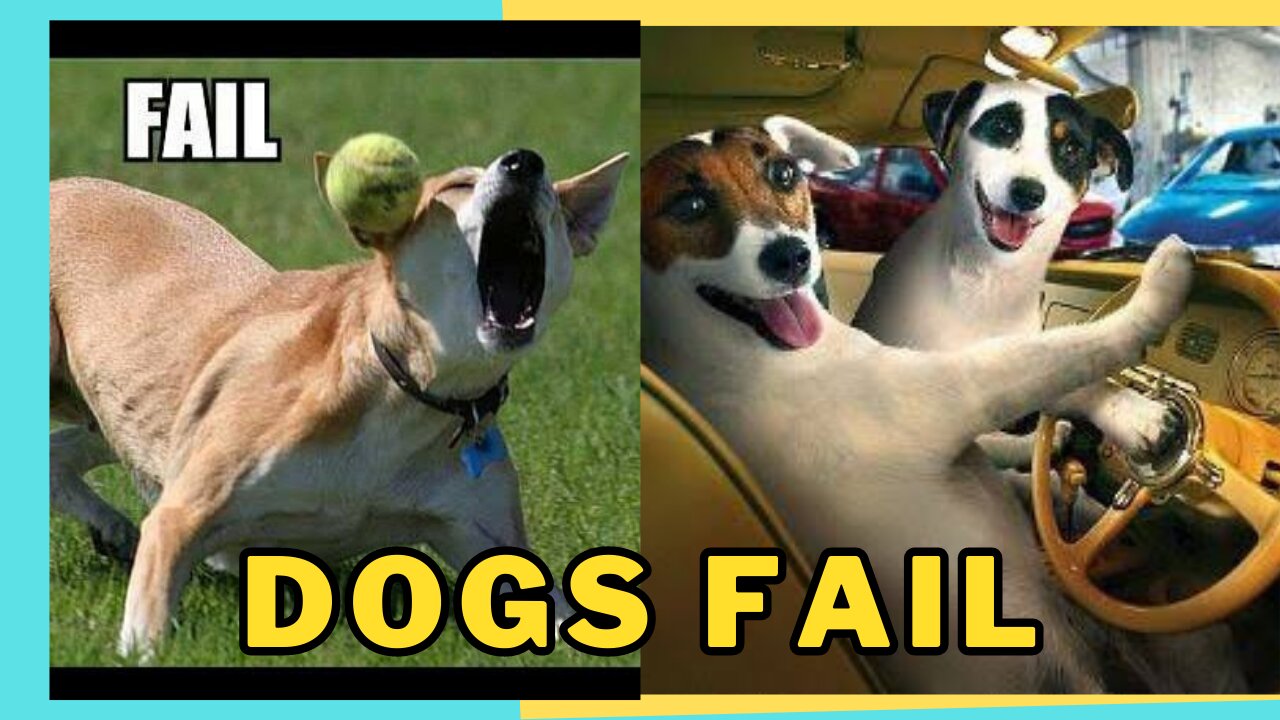 Funniest Dogs Fails 2023 πΈπΉπ½ - Caught On Camera | Entertainment World