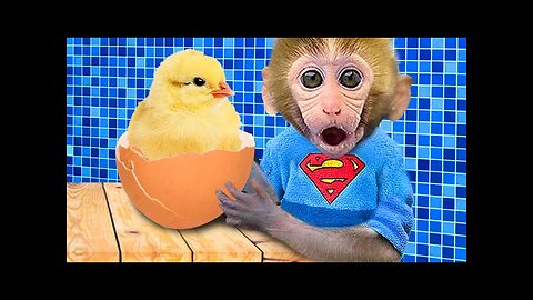 Monkey Baby Bon Bon plays with Chicks in the swimming pool and go to the toilet with puppy