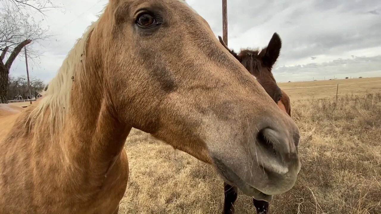 Happy Thanksgiving 2019 - Visit With Critters - Buddy Romeo Mr. T Mokey & Rabbits