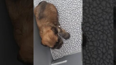 J Litter- More Play(1)