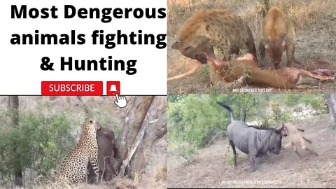 Most dengerous animals in this world on land || Many powerful animals 2022||