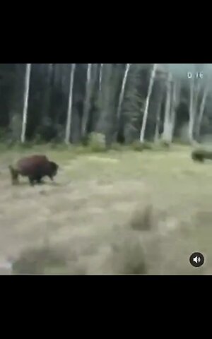 Dog finds out the hard way.