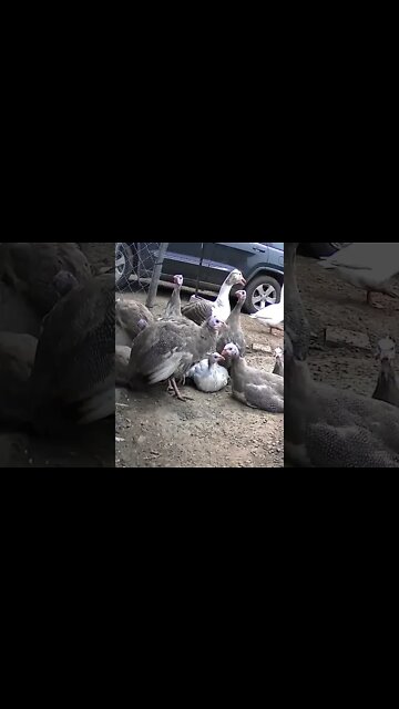 Goose emerges from nest behind Guinea fowl keets