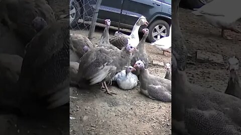 Goose emerges from nest behind Guinea fowl keets