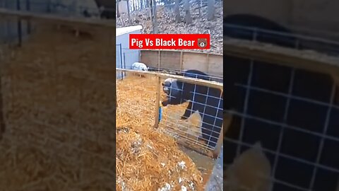 Pig Fight with big Black Bear