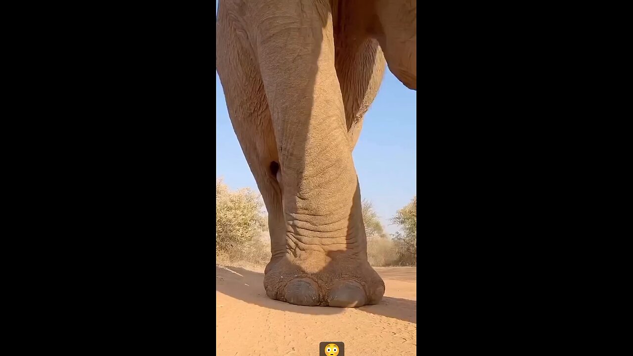 very Big Dick Elephant😁