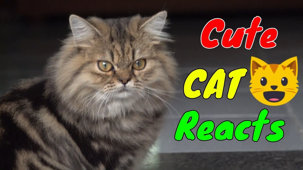 How Cat React When Seeing Stranger 1st Time - Running or Being Friendly | Viral Cat