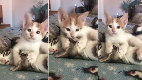 Precious kitten lovingly gives kisses to mom cat best friend