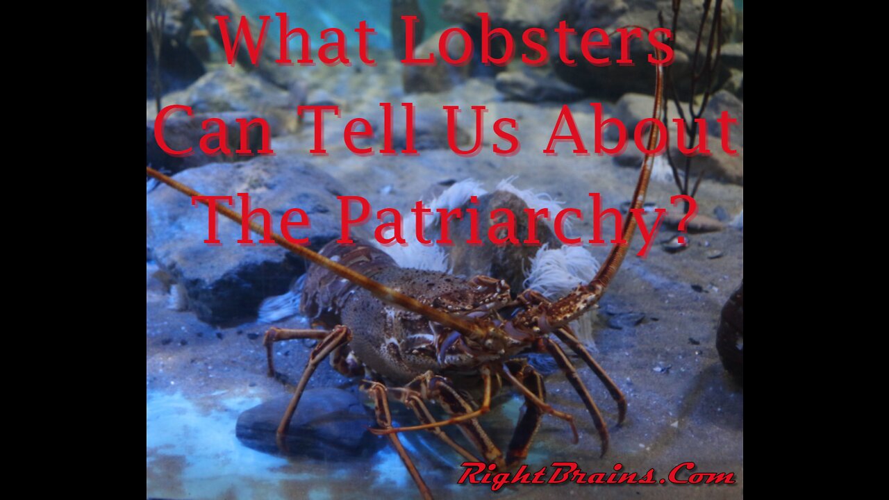 What Lobsters Can Tell Us About The Patriarchy?