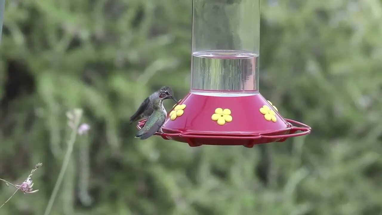 Bird beautiful #bird#