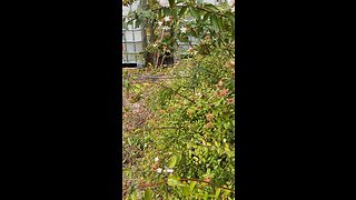 Hummingbird moth on miniature azaleas, bee food