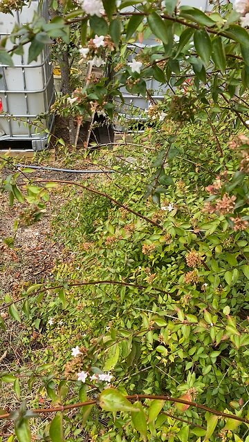 Hummingbird moth on miniature azaleas, bee food