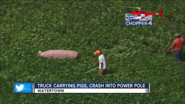 Driver injured, several pigs escape truck after crash near Watertown