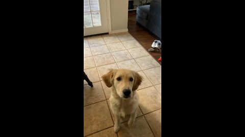 Golden loves fresh bones!!