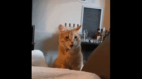 DJ Stir Fry . High on the Cat Nip