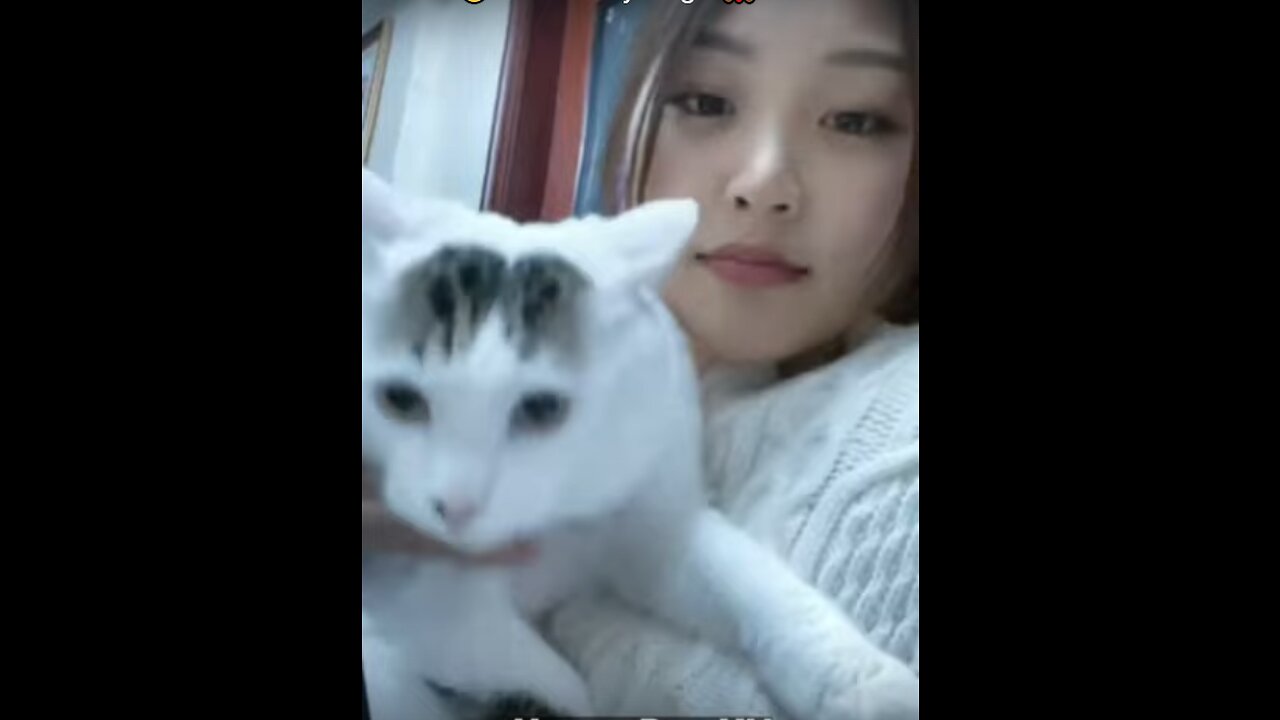 Best Funniest Videos 2022 😂 Cute Cats 🐱 and Funny Dogs