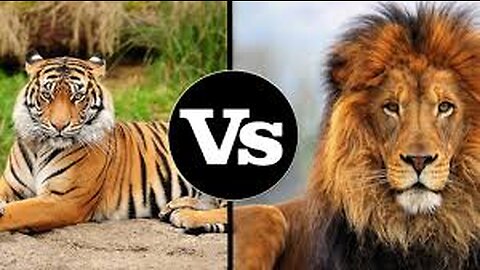 Lion VS tiger