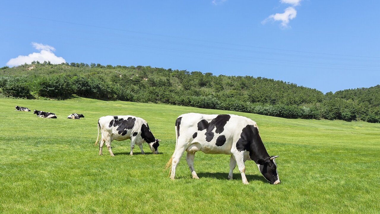 Unmasking the Bird Flu Outbreak: A Dairy Farm Dilemma