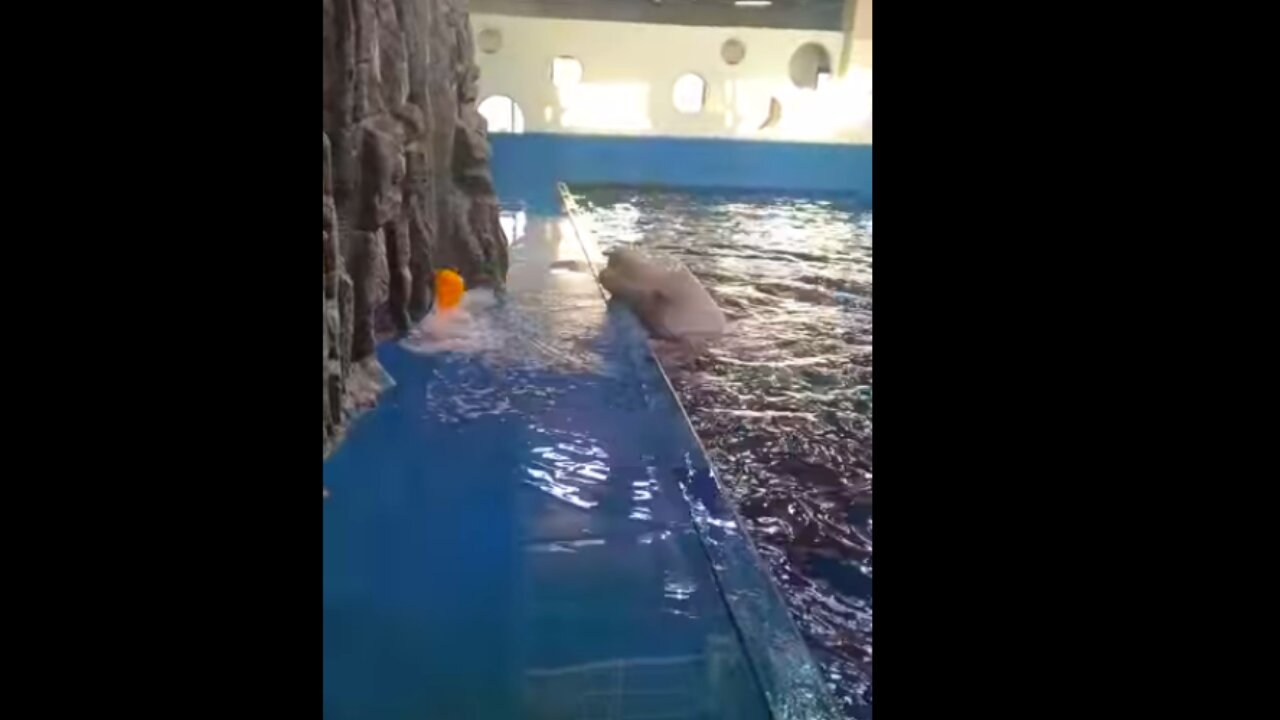 Beluga Whale Uses Hydro Blast to Retrieve Toy