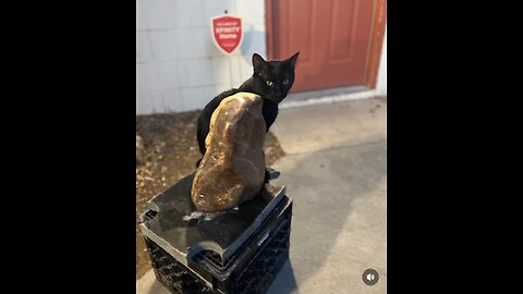 #KierieShaunSanchis #Gato #Art #grateful #UB #Black #CatsOfNM #Onyx Reduced Price 220 505-525-5794