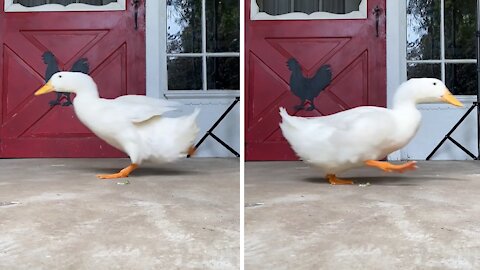 Duck adorably runs back and forth in front of the camera