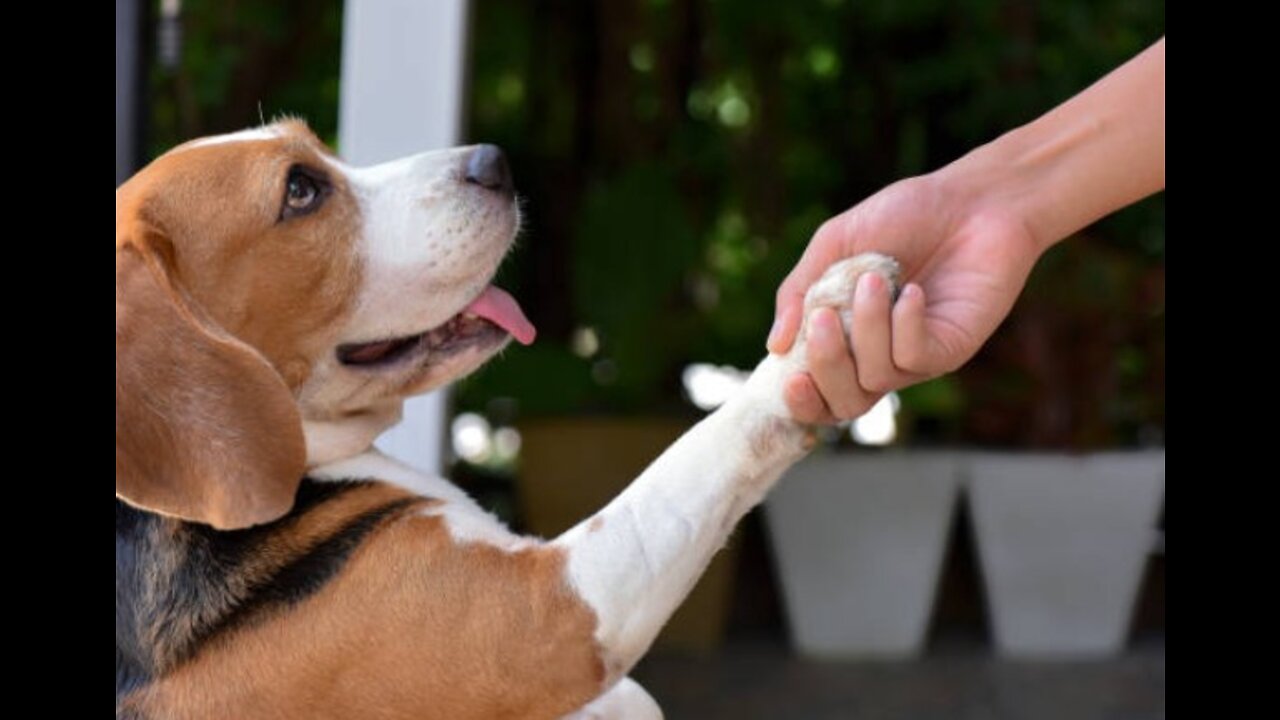 This dog gave his owner a handshake in a distinguish way