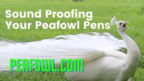 Sound Proofing Your Peafowl Pens, Peacock Minute, peafowl.com