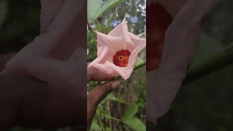 Hibiscus roselle, Jamaican sorrel?#youtube #gardening##jamaicansorrel#containergardening