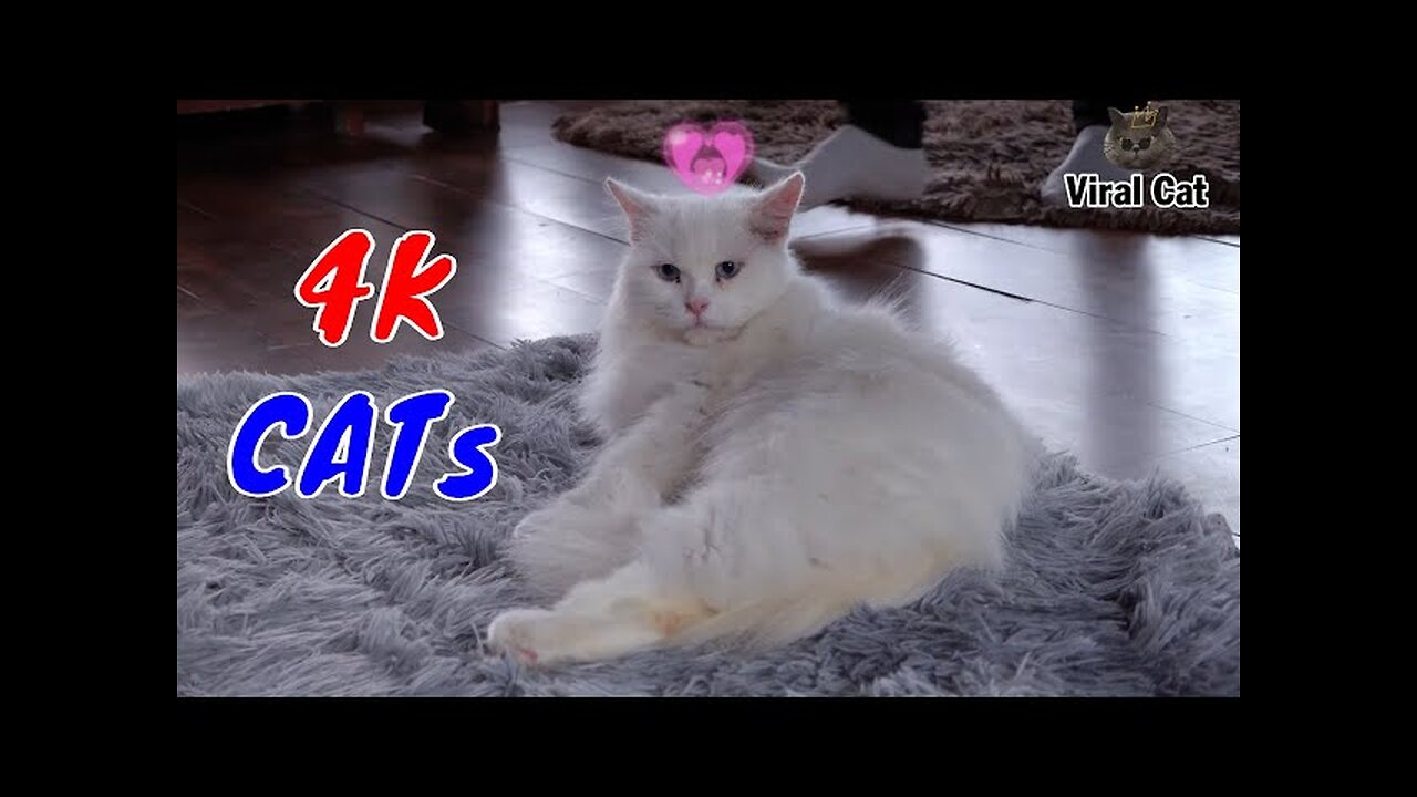 Funny Cats And Kittens Life 4K Quality Video