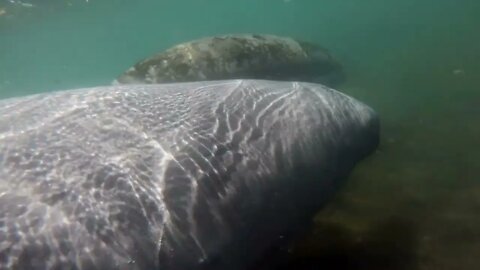 Florida manatees (Trichechus manatus latirostris) swimming underwater at Crystal River in Florida,